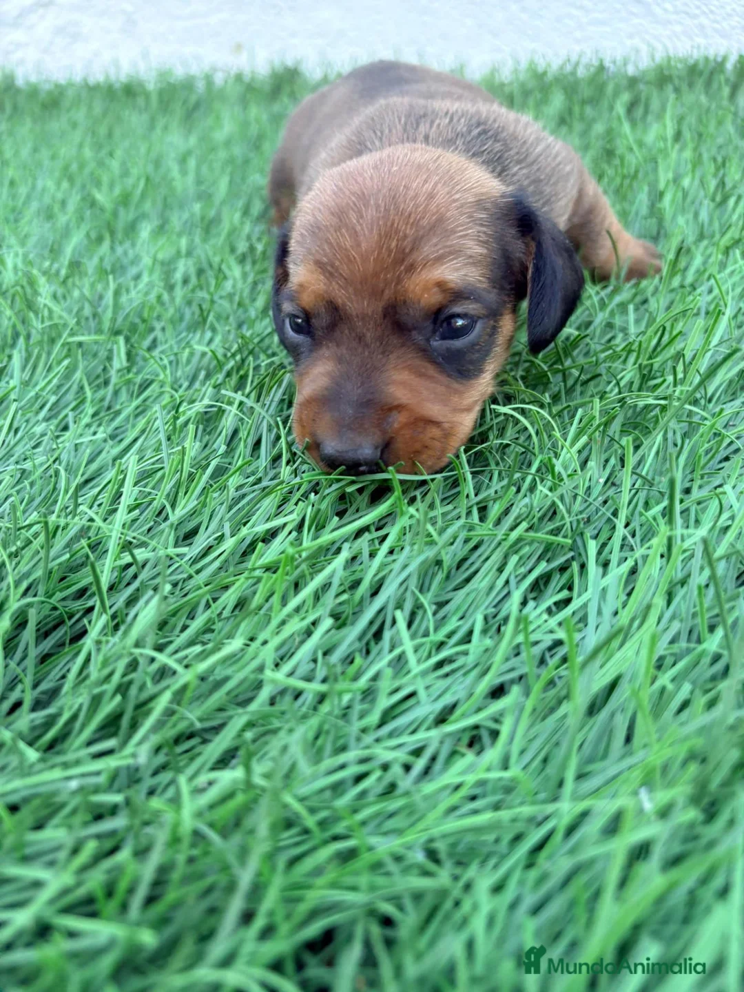 Teckel Miniatura perros en venta: Teckel Miniatura - Anuncio 1