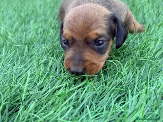 Teckel Miniatura perros Teckel Miniatura - Anuncio 4