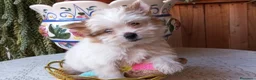 Yorkshire Terrier perros en venta: Yorkshire biewer  - Anuncio 5