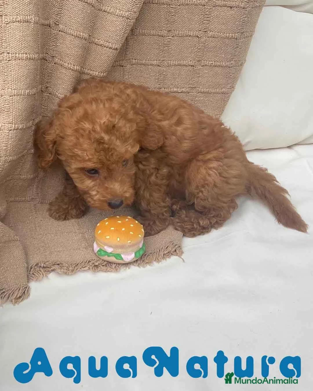 Caniche Enano perros en venta: Caniche Macho 7351 de Camila - AQUANATURA en Barcelona - Anuncio 7