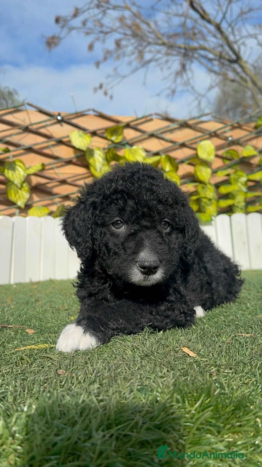 Perro de Agua Español perros en venta: PERRO DE AGUA  - Anuncio 3