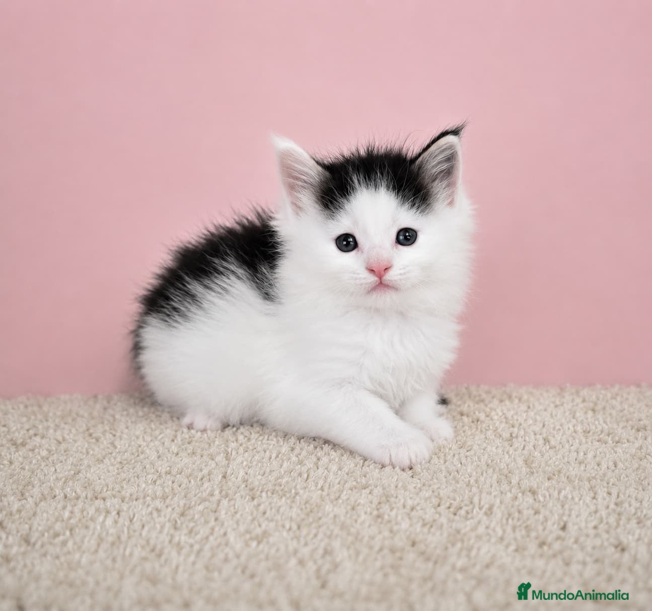 Maine Coon gatos Machito Maine Coon - Anuncio 26