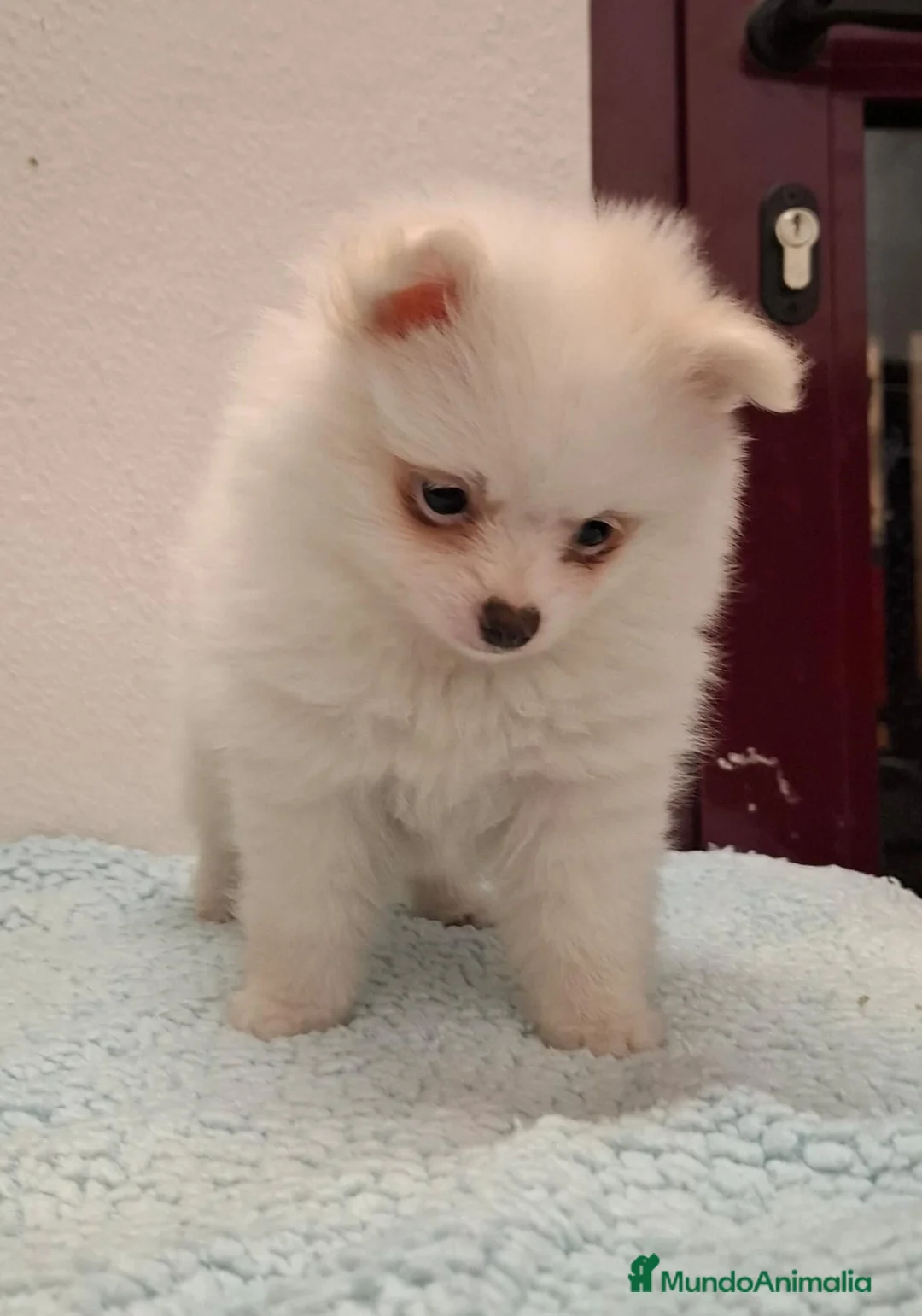 Pomerania perros en venta: Pomerania hembra - Anuncio 2