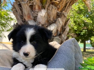 Border Collie perros - Anuncio 20