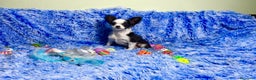 Chihuahua perros en venta: cachorro chihuahua pelo largo - Anuncio 1