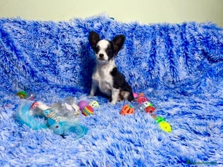 Chihuahua perros cachorro chihuahua pelo largo - Anuncio 1