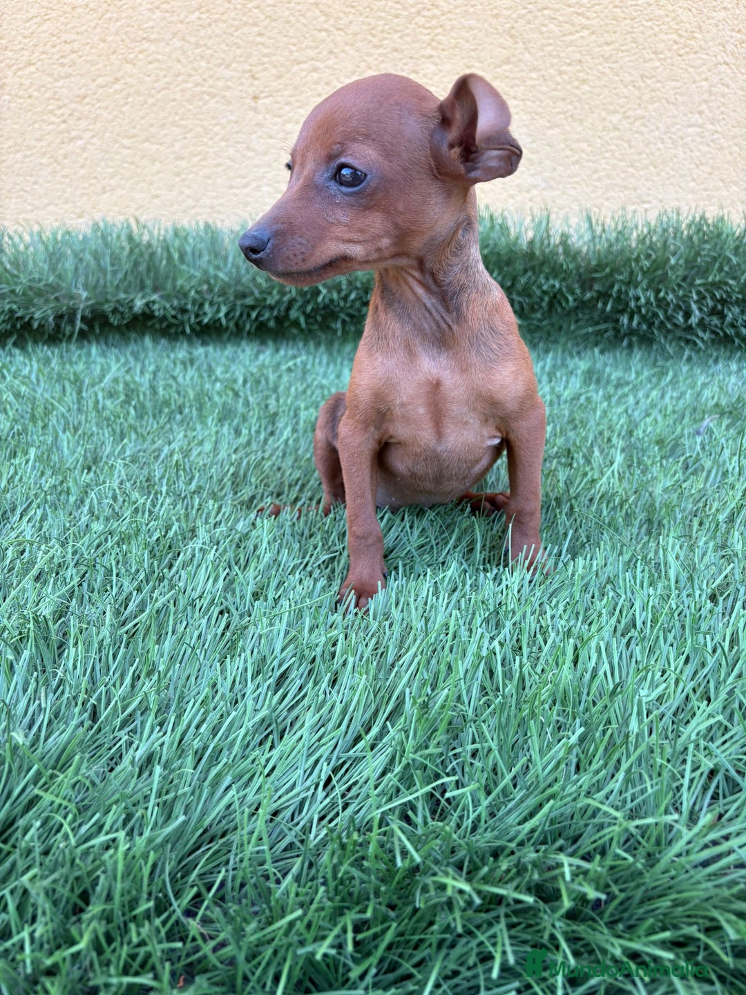 Pinscher Miniatura perros en venta: Machos y hembras Pinscher miniatura toy  - Imagen 7