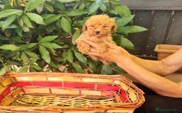 Caniche Toy perros en venta: Caniche toy - Imagen 6