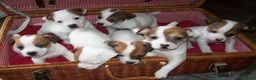 Jack Russell Terrier perros en venta: Camada de Jack Russell  - Anuncio 7