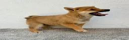 Shiba Inu perros en venta: Shiba Inu - Anuncio 7