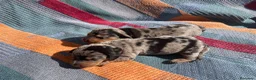 Teckel perros en venta: perro salchicha bebe en Madrid - Anuncio 8