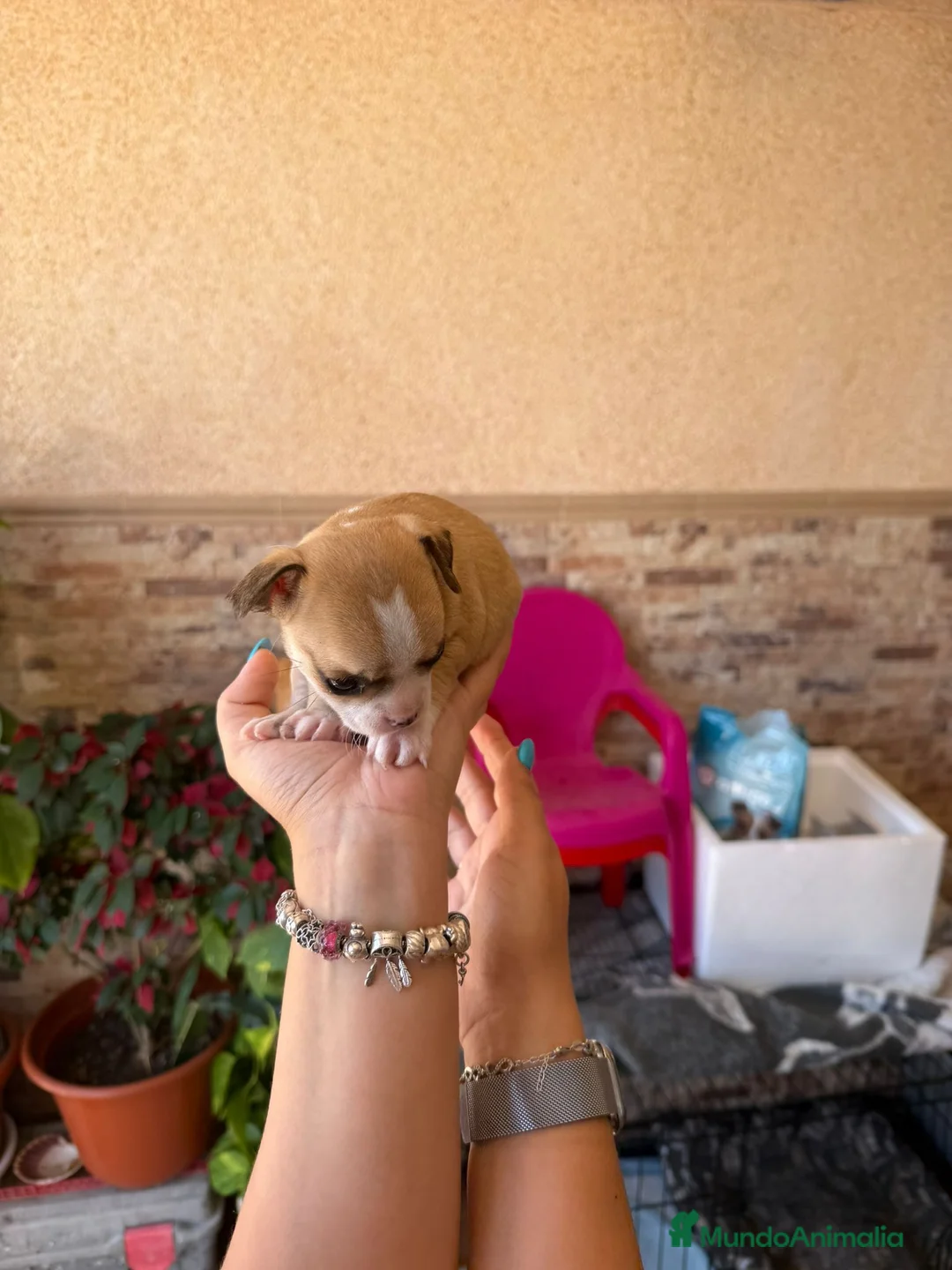 Chihuahua perros en venta: Chihuahua toy  - Anuncio 2