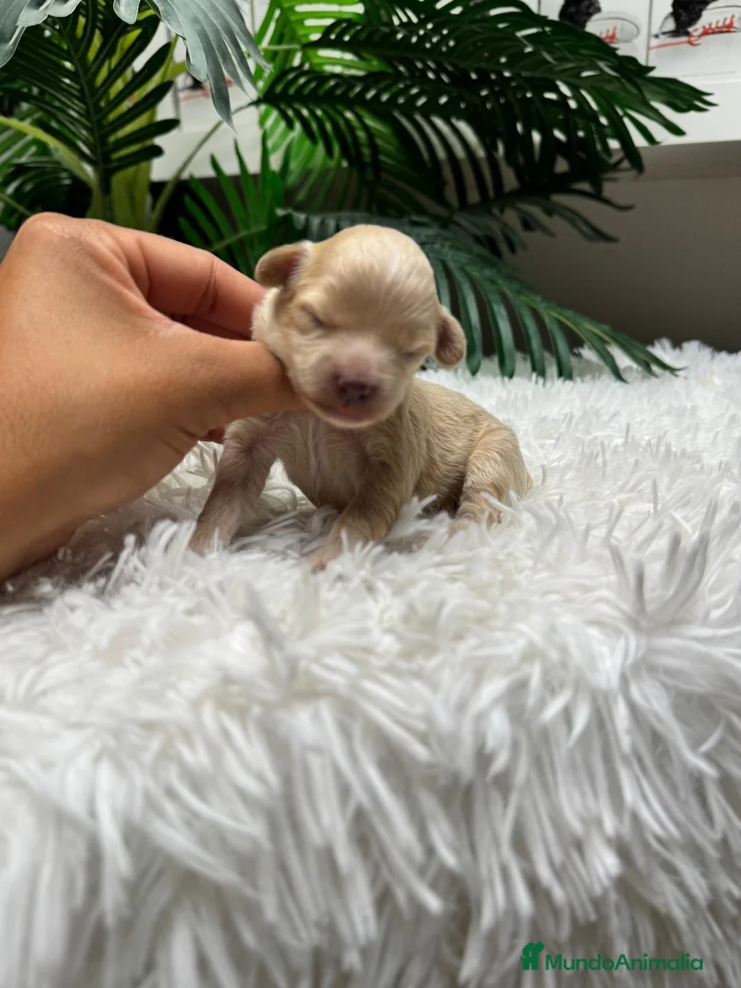 Maltipoo perros en venta: MALTIPOO - Anuncio 1