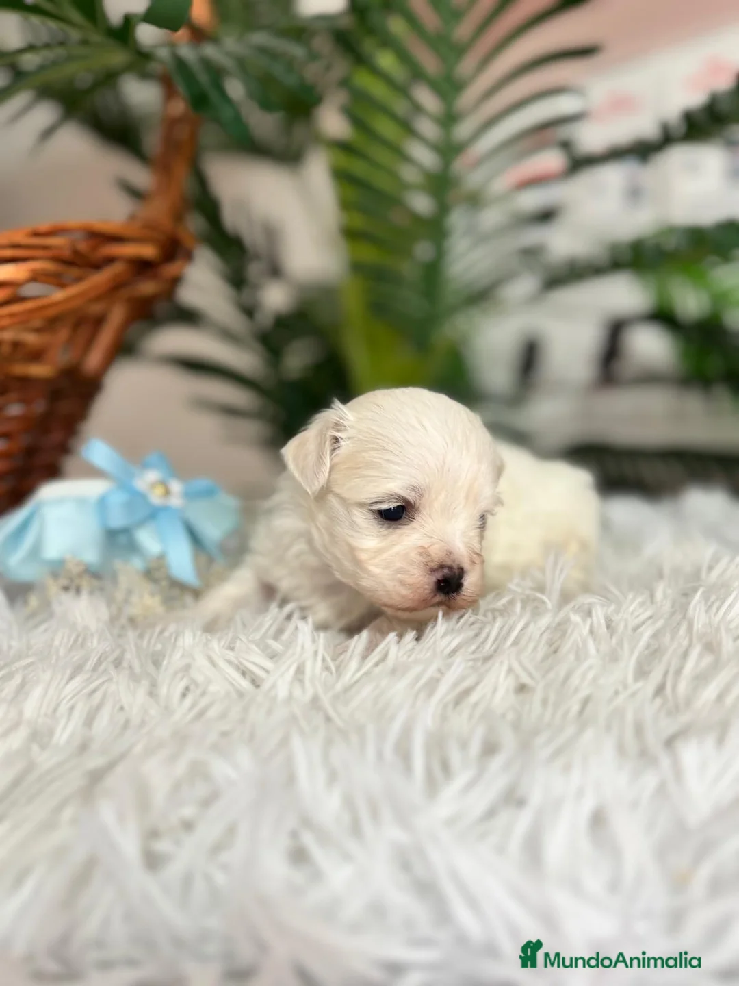 Bichón Maltés perros en venta: BICHON MALTES DISPONIBLE - Anuncio 1