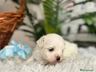 Bichón Maltés perros BICHON MALTES DISPONIBLE - Anuncio 2