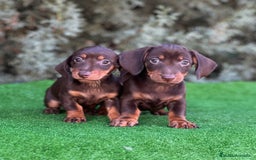 Teckel Miniatura perros en venta: Teckel mini varios colores - Imagen 6