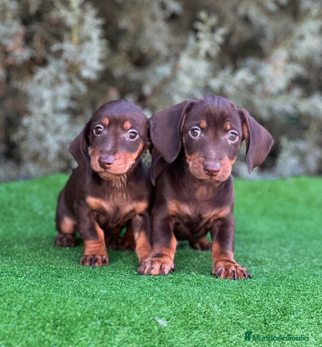 Teckel Miniatura perros en venta: Teckel mini varios colores - Imagen 6