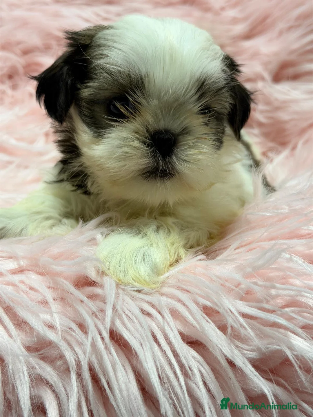 Shih Tzu perros en venta: SHIH TZU  - Anuncio 2