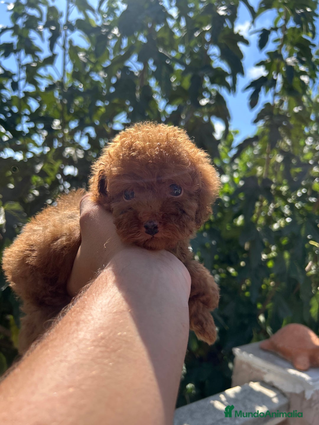 Caniche Toy perros en venta: CANICHE TOY ROJO - Imagen 1