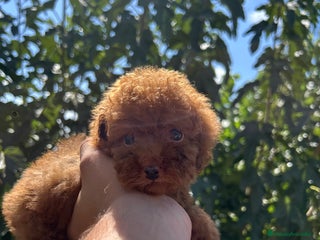 Caniche Toy perros - Anuncio 16
