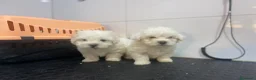 Bichón Maltés perros en venta: Cachorros Bichón Maltés 700€ ¡PRECIO REAL!Valencia - Anuncio 3