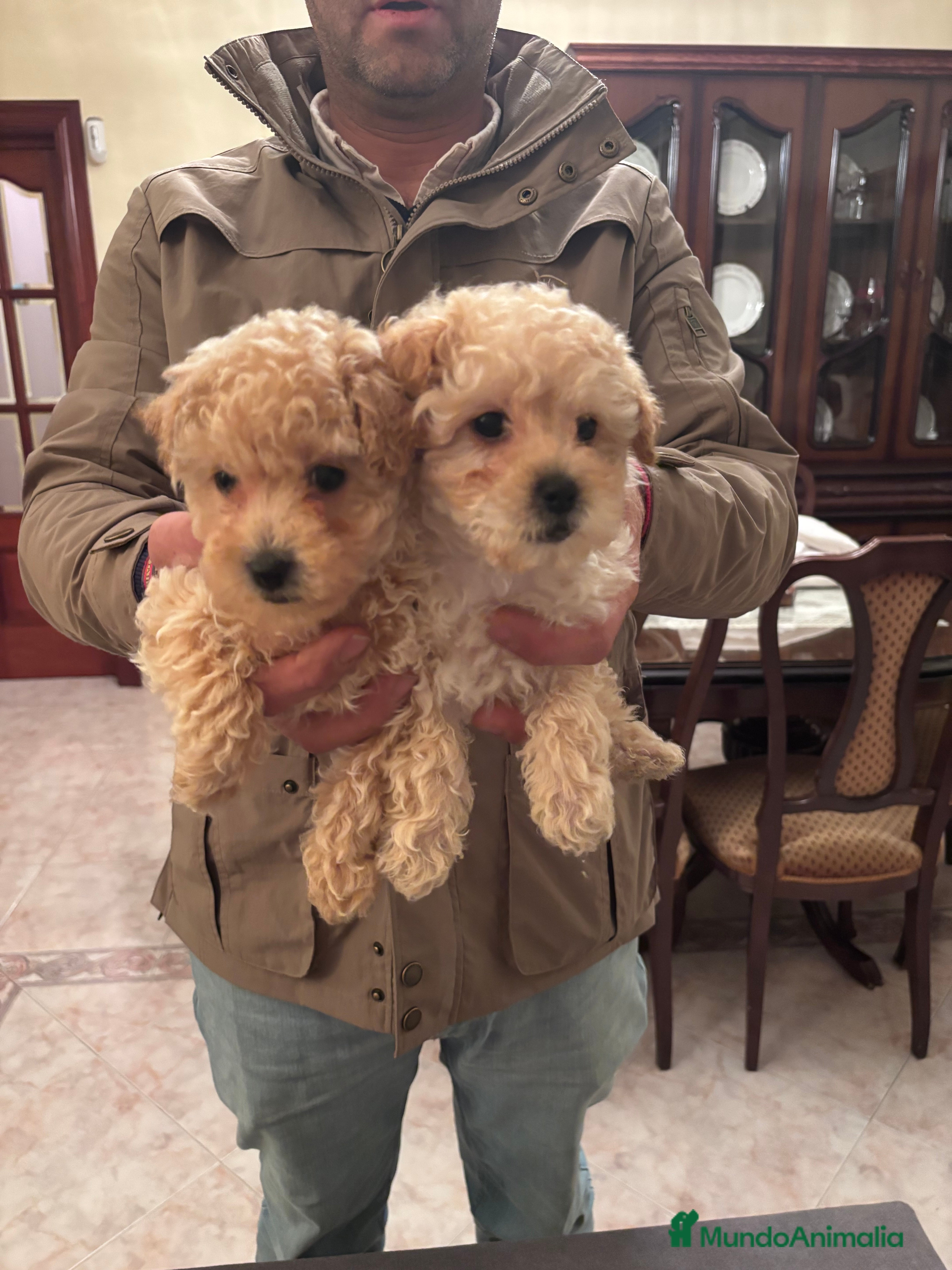 Caniche Toy perros Excelente camada de Caniche toy color apricot  en Madrid - Anuncio 1