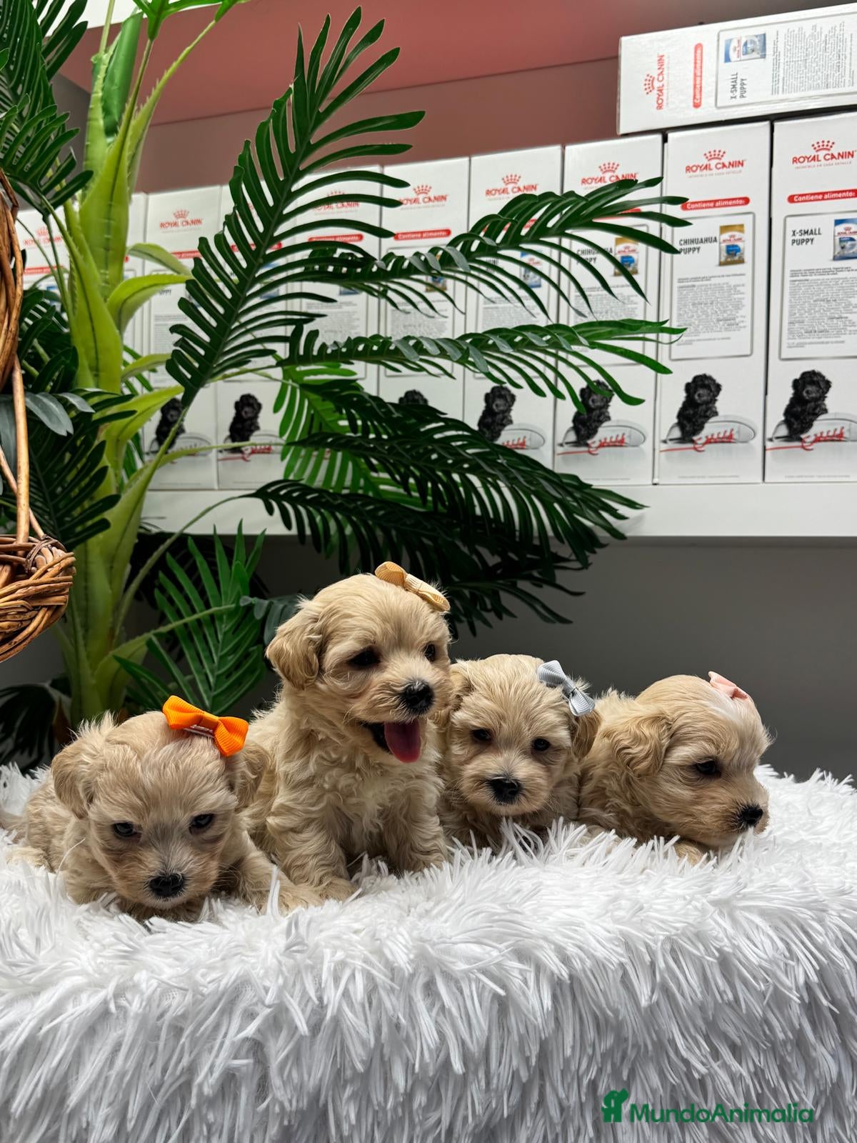 Maltipoo perros en venta: MALTIPOO - Anuncio 10