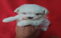 Bichón Maltés perros en venta: Bichon Maltés Americano  - Imagen 1