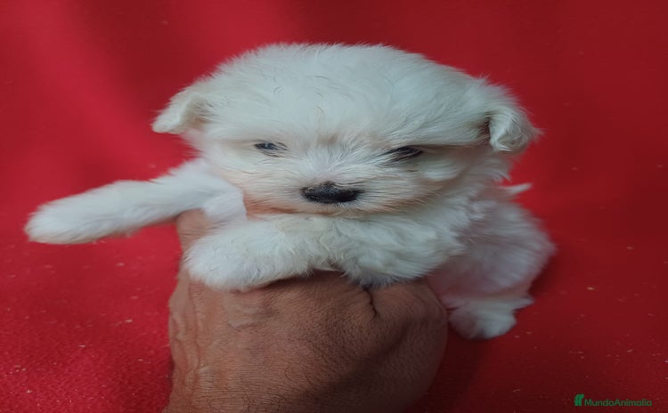 Bichón Maltés perros - Anuncio 2