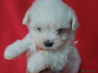 Bichón Maltés perros - Anuncio 30