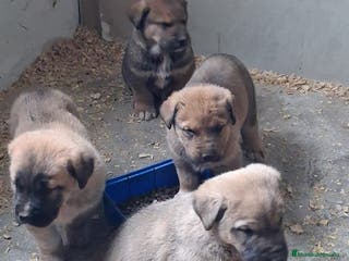 Mastín Español perros Mastin Leones - Anuncio 1