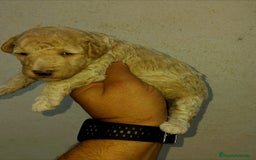 Caniche Toy perros en venta: Caniches toy macho y hembras  - Imagen 2