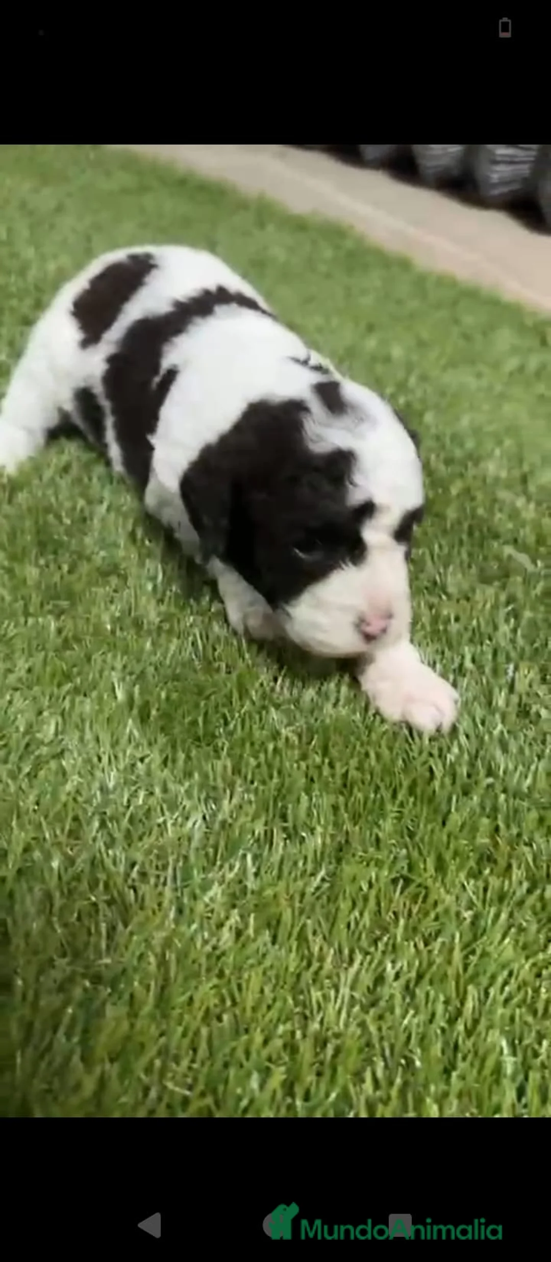 Perro de Agua Español perros en venta: Perros de agua Español - Anuncio 3