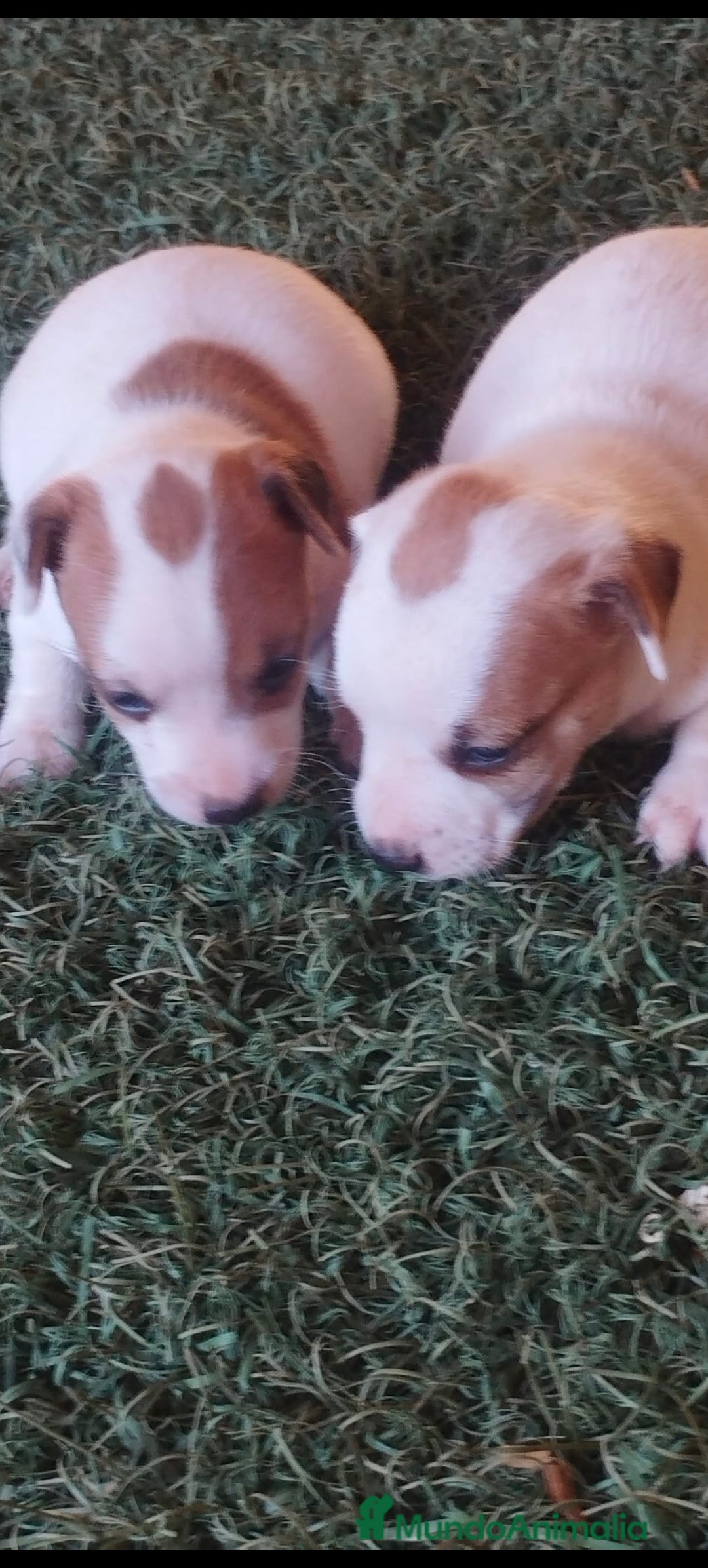 Jack Russell Terrier perros en venta: Jav rrasel  - Imagen 1