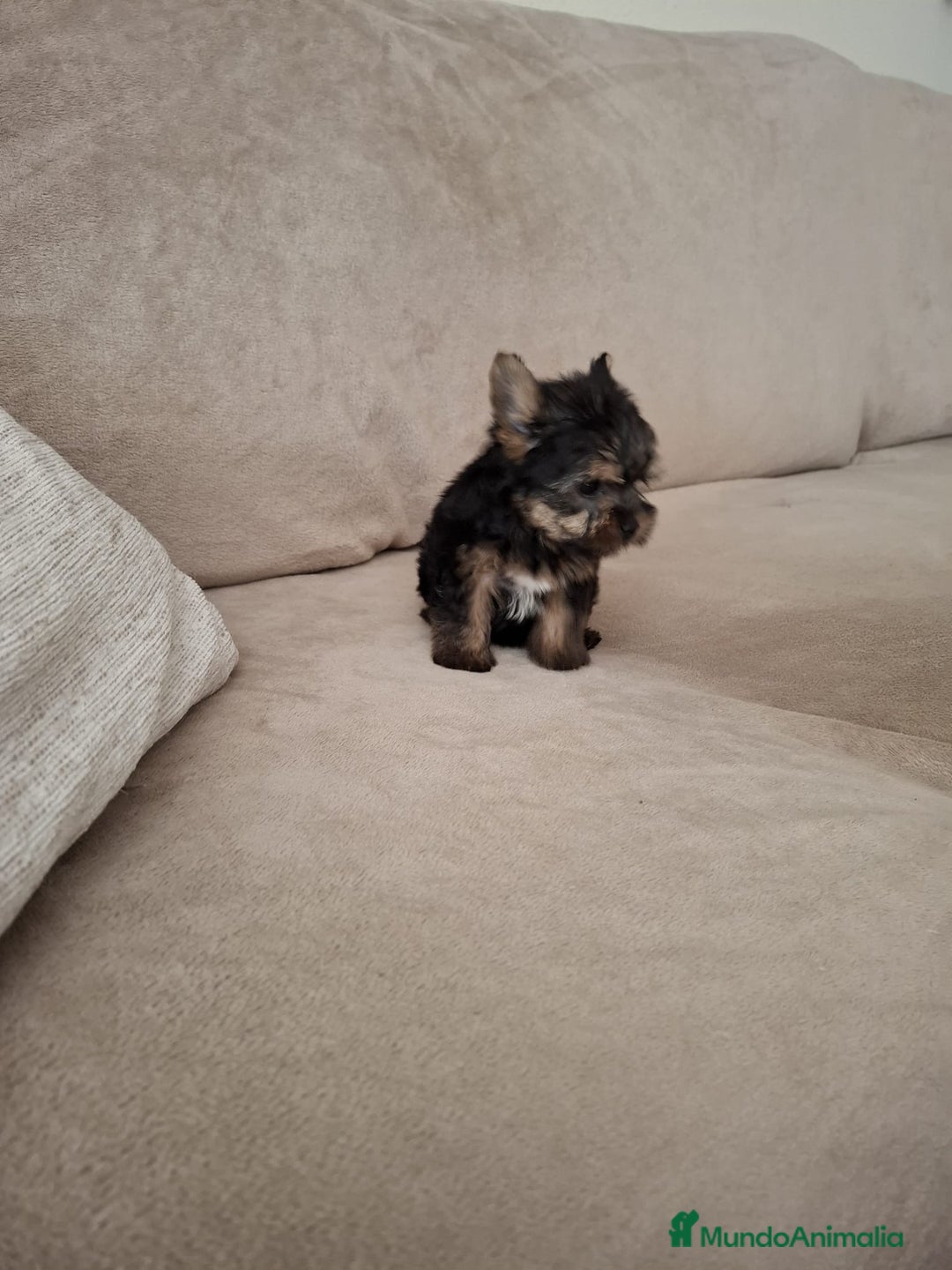 Yorkshire Terrier perros en venta: Yorkshire Terrier  - Imagen 2