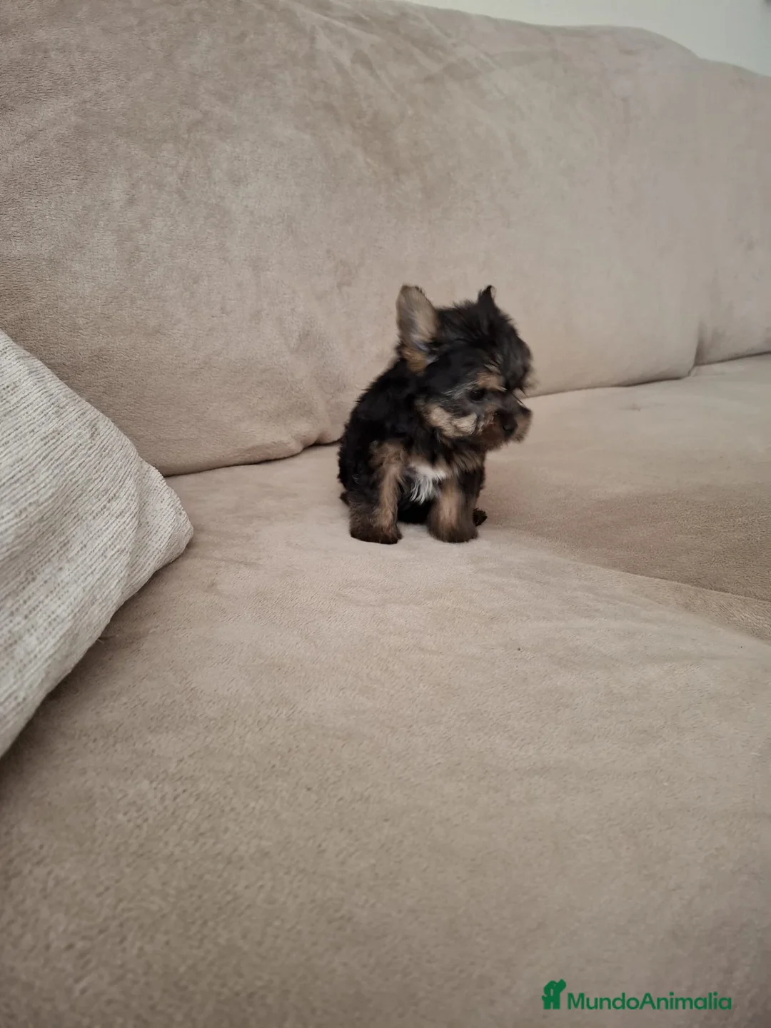 Yorkshire Terrier perros en venta: Yorkshire Terrier  - Anuncio 2