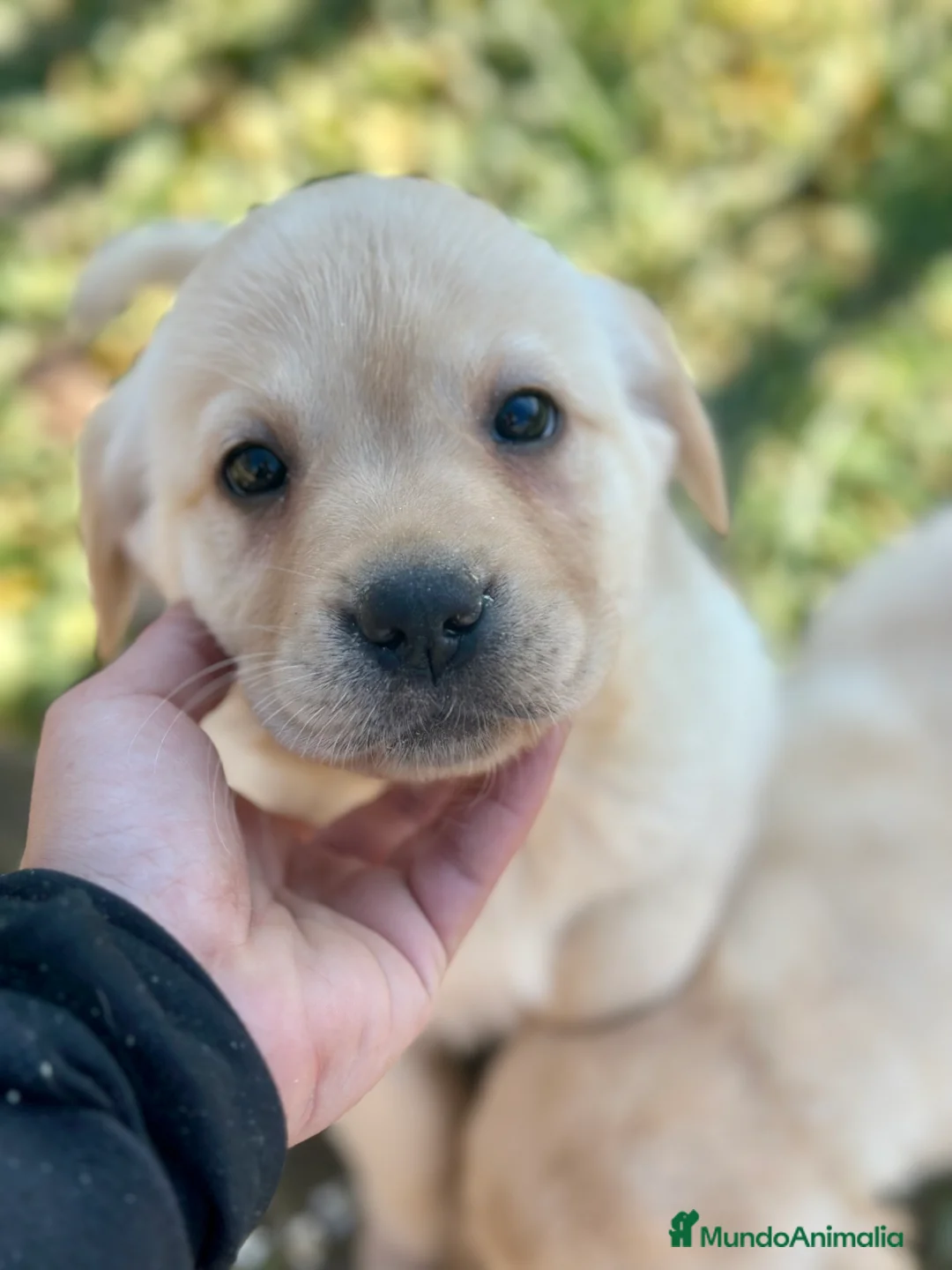 Labrador Retriever perros en venta: LABRADOR HEMBRA DISPONIBLE en Barcelona - Anuncio 4