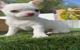 Chihuahua perros en venta: CHIHUAHUA MACHO - Imagen 5
