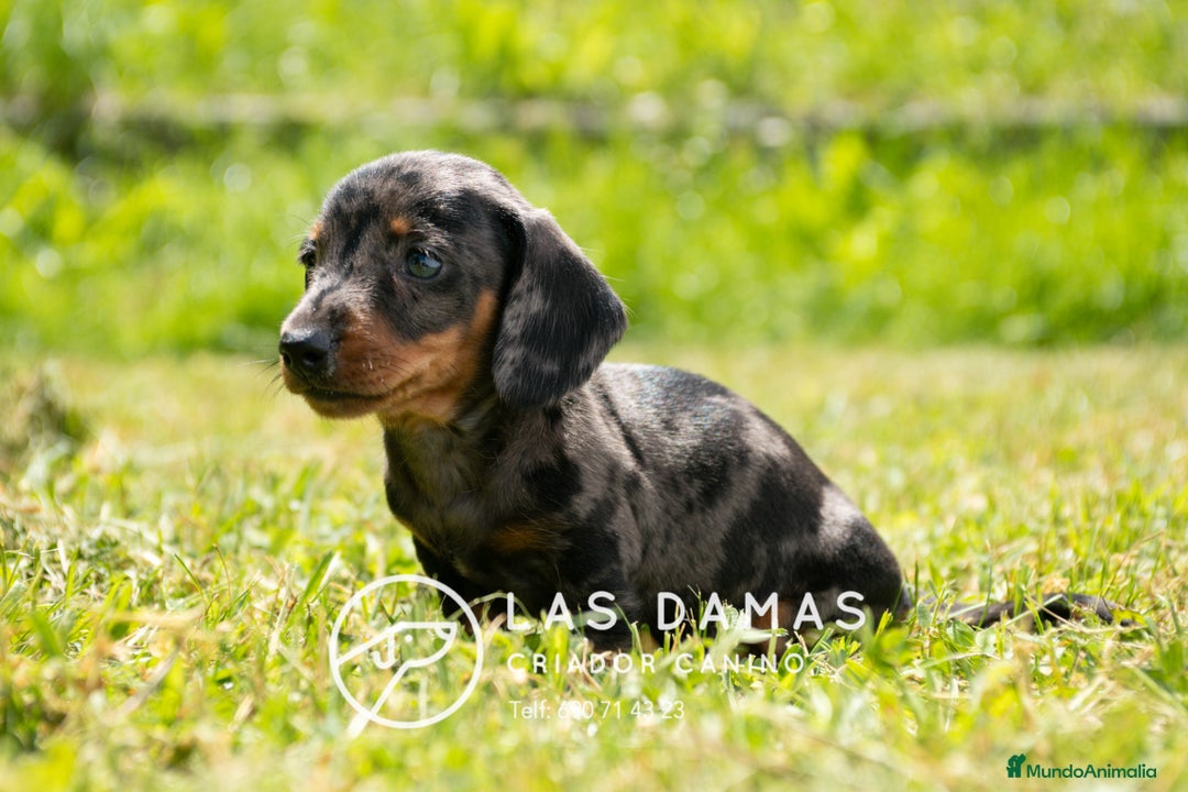 Teckel perros en venta: Teckel 🌭 Pequeños de patas, grandes de alma - Imagen 1