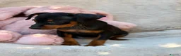 Pinscher Miniatura perros en venta: Hembra mini pinscher 🐾🩷 - Anuncio 3