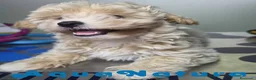 Maltipoo perros en venta: Maltipoo Hembra AQUANATURA - Anuncio 3