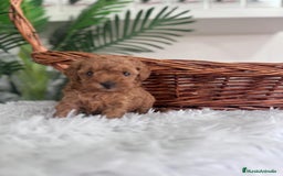 Caniche Toy perros en venta: CANICHE TOY MACHO - Imagen 7