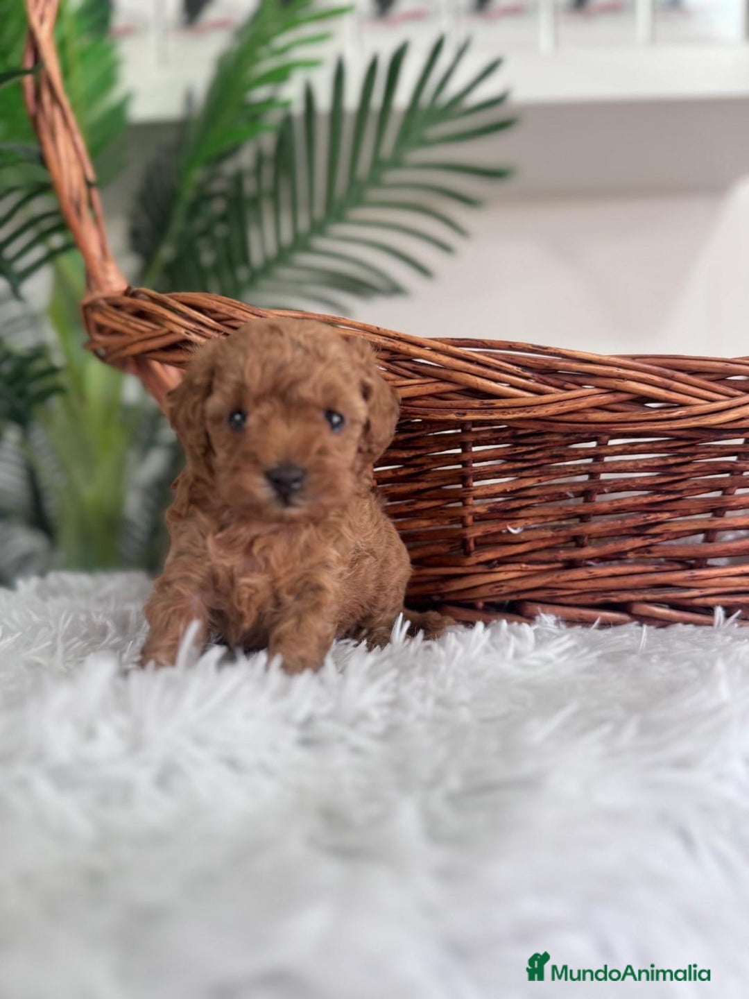 Caniche Toy perros en venta: CANICHE TOY MACHO - Imagen 7