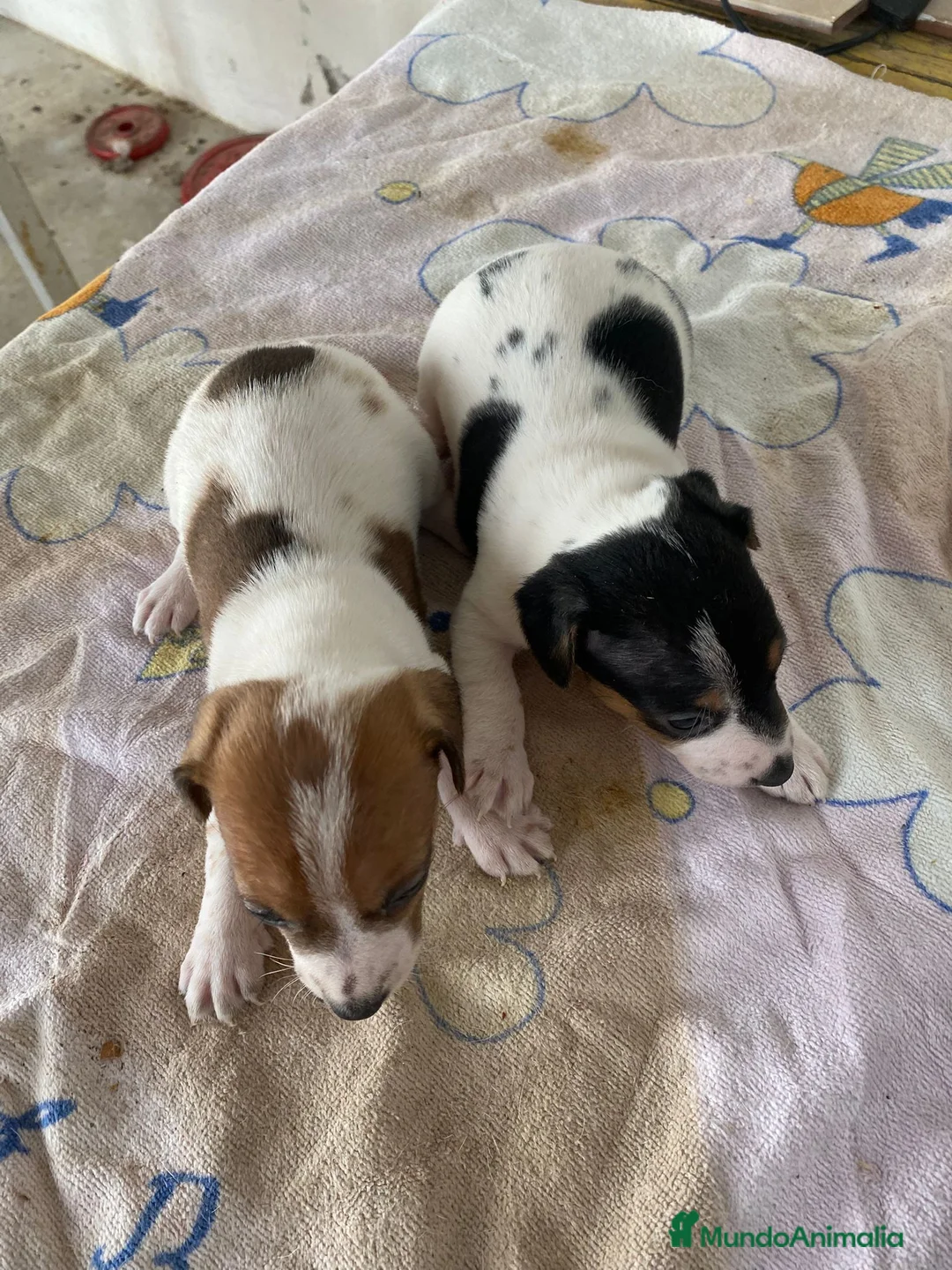 Jack Russell Terrier perros en venta: Jack Russell Terrier  - Anuncio 3