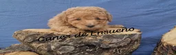 Caniche Toy perros en venta: Caniche apricot enano/toy - Anuncio 2