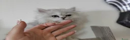 Persa gatos en venta: Persas chinchilla  - Anuncio 4