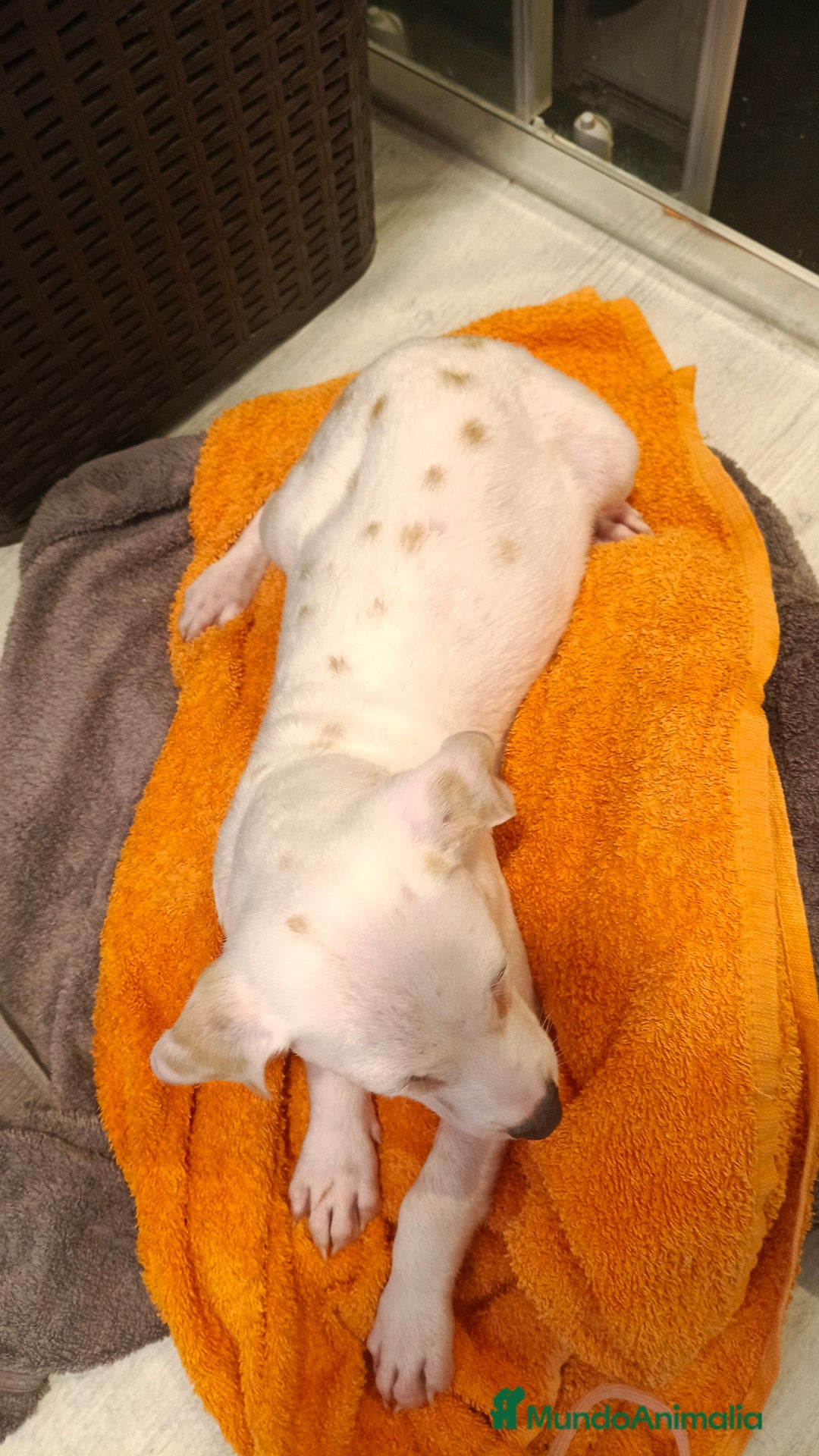 Dálmata perros en venta: Macho dalmata  - Anuncio 4