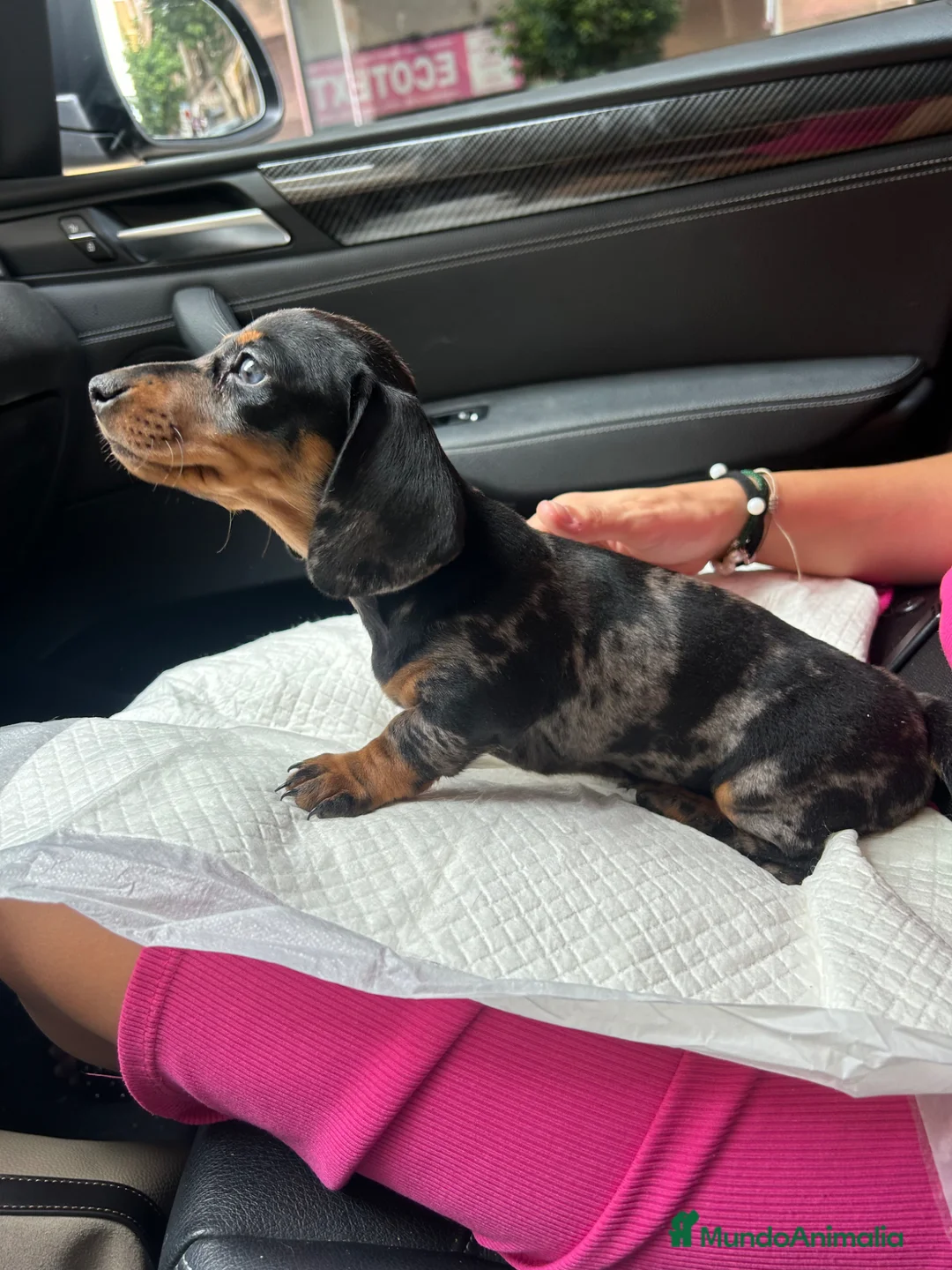 Teckel Miniatura perros en venta: teckel arlequín  - Anuncio 5