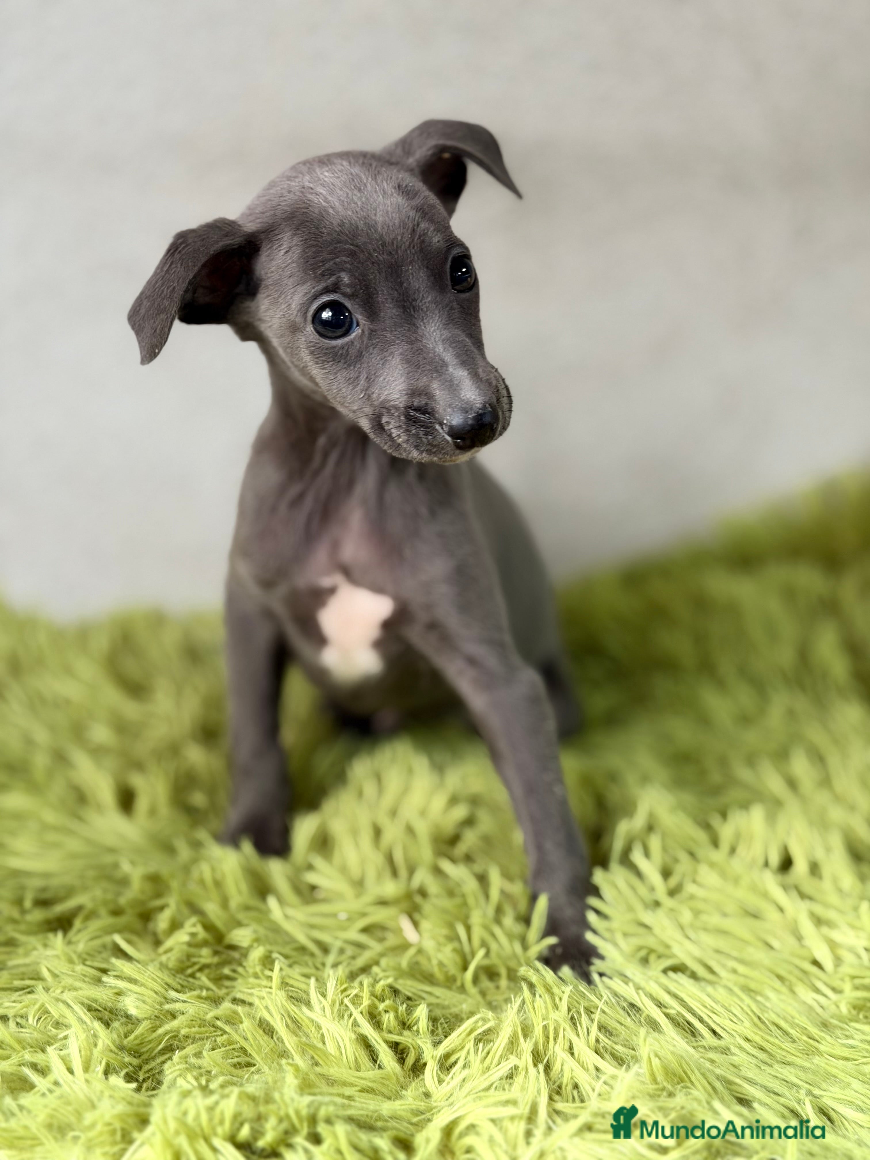 Pequeño Lebrel Italiano perros Piccolo italiano  - Anuncio 2