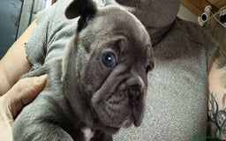 Bulldog Francés perros en venta: Bulldog francés Blue y blue and tang  en León - Imagen 8